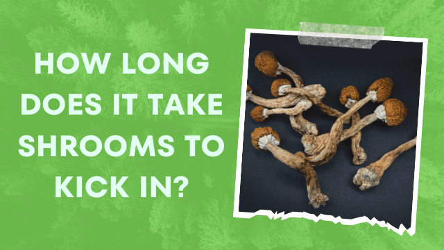 How long does it take shrooms to kick in?